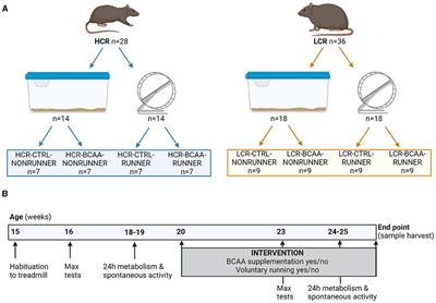 Branched-chain amino acid supplementation and voluntary running have distinct effects on the serum metabolome of rats with high or low intrinsic aerobic capacity